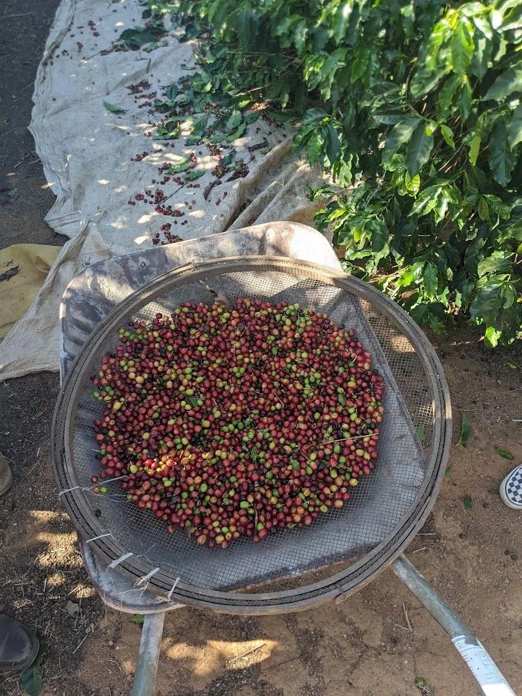 Brazil_OriginTrip_Fazenda Santana_cherry