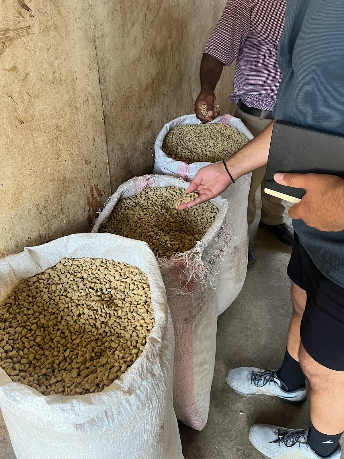 PNG_origintrip_greenbean1